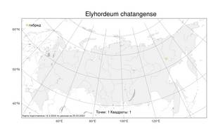 × Elyhordeum chatangense (Roshev.) Tzvelev, Atlas of the Russian Flora (FLORUS) (Russia)