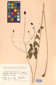 Sanguisorba officinalis L., Siberia, Russian Far East (S6) (Russia)