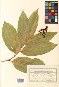 Maianthemum japonicum (A.Gray) LaFrankie, Siberia, Russian Far East (S6) (Russia)