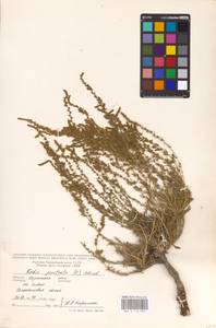 Bassia prostrata (L.) Beck, Eastern Europe, South Ukrainian region (E12) (Ukraine)