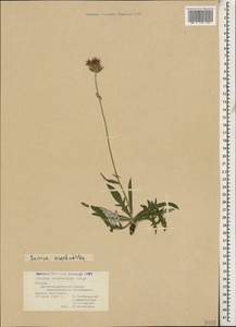 Jurinea arachnoidea Bunge, Caucasus, Georgia (K4) (Georgia)
