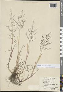 Catabrosa aquatica (L.) P.Beauv., Eastern Europe, Middle Volga region (E8) (Russia)