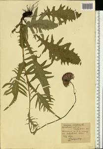 Cirsium rivulare (Jacq.) All., Eastern Europe, Central forest-and-steppe region (E6) (Russia)