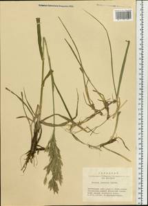 Bromus inermis Leyss., Siberia, Baikal & Transbaikal region (S4) (Russia)