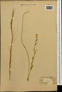 Erysimum collinum (M. Bieb.) Andrz., Caucasus (no precise locality) (K0)
