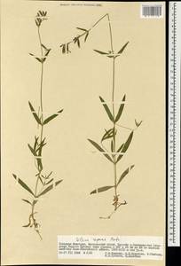 Silene repens Patrin, Mongolia (MONG) (Mongolia)