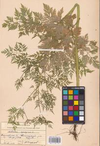 Aethusa cynapium L., Eastern Europe, Central forest-and-steppe region (E6) (Russia)