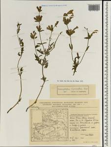 Dracocephalum bipinnatum Rupr., South Asia, South Asia (Asia outside ex-Soviet states and Mongolia) (ASIA) (China)