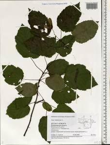 Acer tataricum L., Eastern Europe, Central region (E4) (Russia)