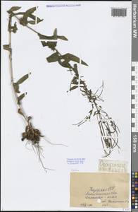 Epilobium, Middle Asia, Caspian Ustyurt & Northern Aralia (M8) (Kazakhstan)