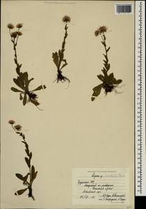 Erigeron acris subsp. acris, Caucasus, Georgia (K4) (Georgia)