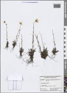 Saxifraga hirculus L., Siberia, Central Siberia (S3) (Russia)