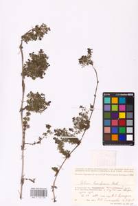 Galium humifusum M.Bieb., Eastern Europe, Lower Volga region (E9) (Russia)