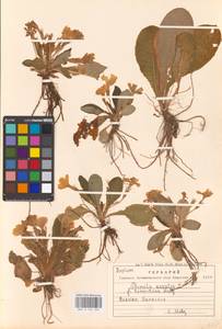 Primula vulgaris Huds., Western Europe (EUR) (Bosnia and Herzegovina)