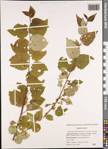 Populus tremula L., Siberia, Russian Far East (S6) (Russia)