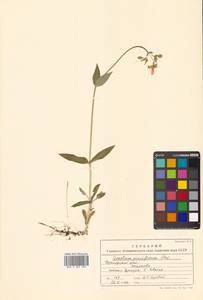 Cerastium pauciflorum Steven ex Ser., Siberia, Russian Far East (S6) (Russia)