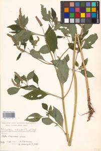 Elsholtzia ciliata (Thunb.) Hyl., Eastern Europe, Moscow region (E4a) (Russia)