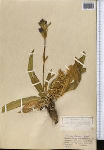 Gentiana decumbens L. fil., Middle Asia, Dzungarian Alatau & Tarbagatai (M5) (Kazakhstan)