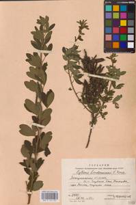 Chamaecytisus lindemannii (Krecz.) Klásk., Eastern Europe, West Ukrainian region (E13) (Ukraine)