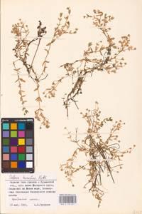 Stellaria humifusa Rottb., Eastern Europe, Northern region (E1) (Russia)