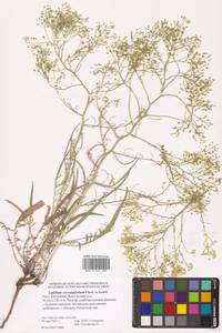 Lepidium coronopifolium Fisch., Eastern Europe, Lower Volga region (E9) (Russia)