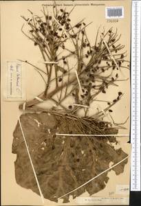 Rheum tataricum L. fil., Middle Asia, Muyunkumy, Balkhash & Betpak-Dala (M9) (Kazakhstan)