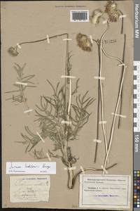 Jurinea mollis (L.) Rchb., Eastern Europe, North Ukrainian region (E11) (Ukraine)