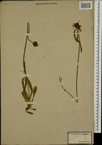 Pilosella piloselloides subsp. praealta (Gochnat) S. Bräut. & Greuter, Eastern Europe, Latvia (E2b) (Latvia)