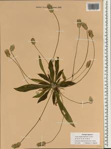 Plantago lagopus L., South Asia, South Asia (Asia outside ex-Soviet states and Mongolia) (ASIA) (Turkey)