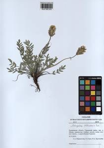KUZ 000 918, Astragalus follicularis Pall., Siberia, Altai & Sayany Mountains (S2) (Russia)
