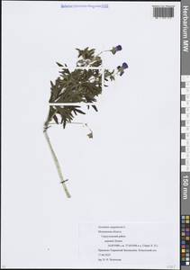 Geranium sanguineum L., Eastern Europe, Moscow region (E4a) (Russia)
