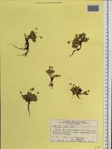 Draba pilosa Adams ex DC., Siberia, Central Siberia (S3) (Russia)