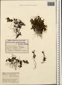 Veronica telephiifolia subsp. glareosa (Sommier & Levier) M. Fisch., Caucasus, Stavropol Krai, Karachay-Cherkessia & Kabardino-Balkaria (K1b) (Russia)