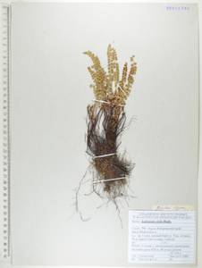 Asplenium viride Huds., Siberia, Russian Far East (S6) (Russia)