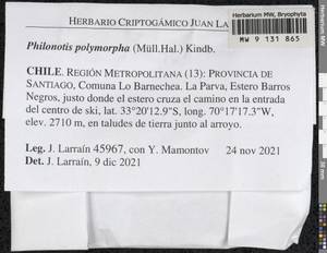 Philonotis polymorpha (Müll. Hal.) Kindb., Bryophytes, Bryophytes - America (BAm) (Chile)