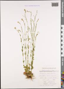Arabis sagittata (Bertol.) DC., Caucasus, Stavropol Krai, Karachay-Cherkessia & Kabardino-Balkaria (K1b) (Russia)