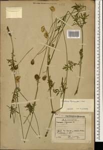 Scabiosa bipinnata K. Koch, Caucasus, Georgia (K4) (Georgia)