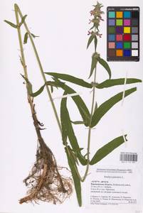 MHA 0 154 887, Stachys palustris L., Eastern Europe, Central forest-and-steppe region (E6) (Russia)