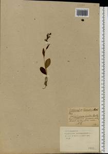 Dactylorhiza viridis (L.) R.M.Bateman, Pridgeon & M.W.Chase, Eastern Europe, Western region (E3) (Russia)