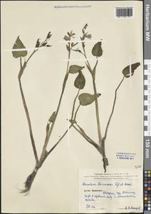 Pontederia korsakowii (Regel & Maack) M.Pell. & C.N.Horn, South Asia, South Asia (Asia outside ex-Soviet states and Mongolia) (ASIA) (China)