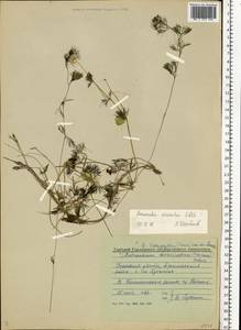Ranunculus circinatus Sibth., Eastern Europe, Volga-Kama region (E7) (Russia)