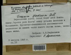 Dicranum elongatum Schleich. ex Schwägr., Bryophytes, Bryophytes - Yakutia (B19) (Russia)