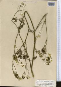 Anthriscus glacialis Lipsky, Middle Asia, Northern & Central Tian Shan (M4) (Kyrgyzstan)