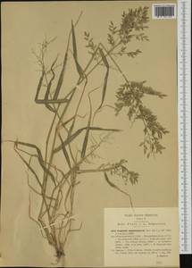 Eragrostis cilianensis (All.) Janch., Western Europe (EUR) (Italy)