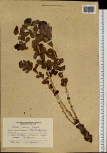 Rhodiola rosea L., Siberia, Russian Far East (S6) (Russia)