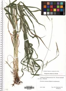 Elymus caninus (L.) L., Eastern Europe, Middle Volga region (E8) (Russia)