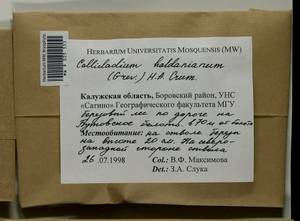 Callicladium haldaneanum (Grev.) H.A. Crum, Bryophytes, Bryophytes - Middle Russia (B6) (Russia)