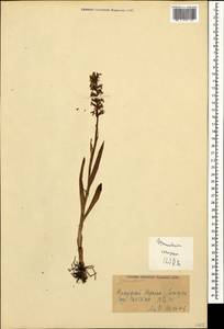 Gymnadenia conopsea (L.) R.Br., Caucasus, Azerbaijan (K6) (Azerbaijan)