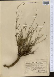 Bupleurum exaltatum M.Bieb., Middle Asia, Pamir & Pamiro-Alai (M2) (Uzbekistan)