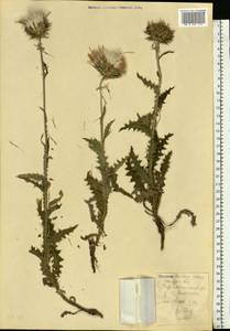Carduus nutans L., Eastern Europe, Central region (E4) (Russia)